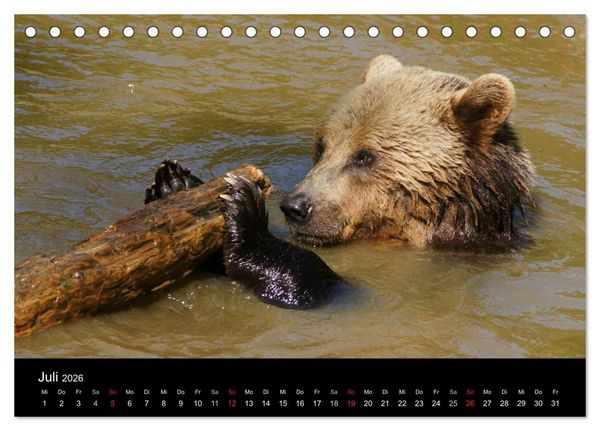 Produktbild: B&auml;ren im Nationalpark Bayerischer Wald (Tischkalender 2026 DIN A5 quer), CALVENDO Monatskalender