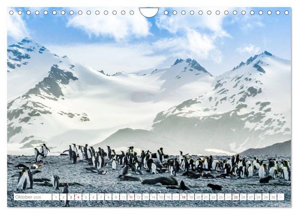Produktbild: Antarktis - Das Reich der Pinguine (Wandkalender 2026 DIN A4 quer), CALVENDO Monatskalender
