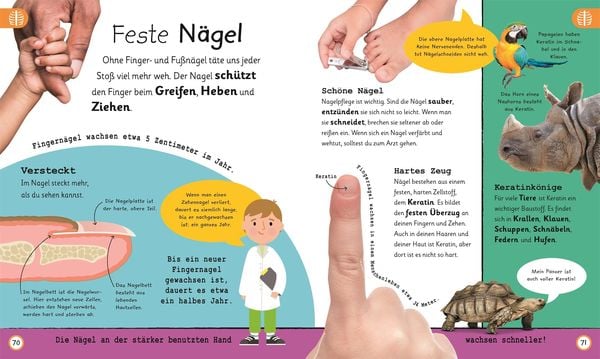 Wissen für Vorschulkids. Was weißt du über den Körper?