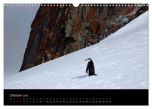 Produktbild: Antarktische Impressionen (Wandkalender 2026 DIN A3 quer), CALVENDO Monatskalender