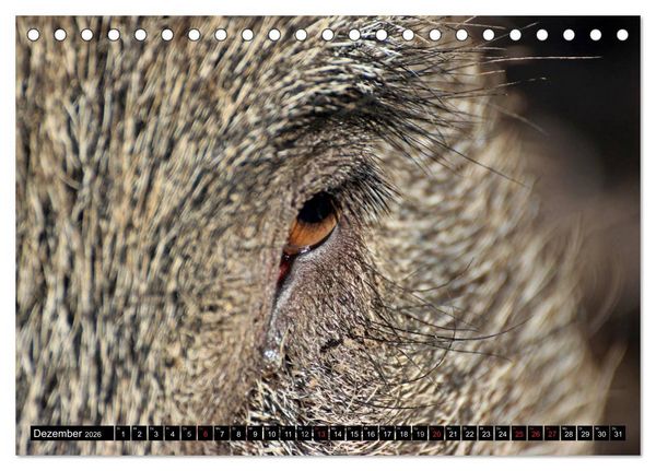 Produktbild: Der Schweinekalender (Tischkalender 2026 DIN A5 quer), CALVENDO Monatskalender