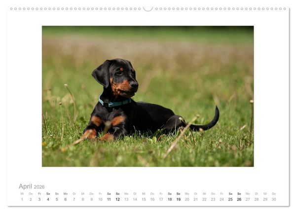 Produktbild: Dobermann Welpen (Wandkalender 2026 DIN A2 quer), CALVENDO Monatskalender
