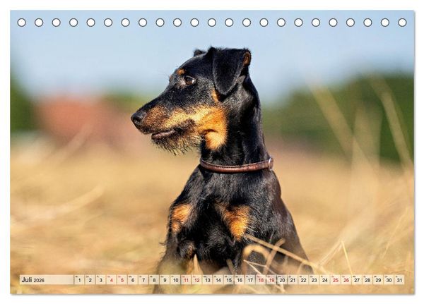 Produktbild: Deutscher Terrier - ein leidenschaftlicher J&auml;ger (Tischkalender 2026 DIN A5 quer), CALVENDO Monatskalender