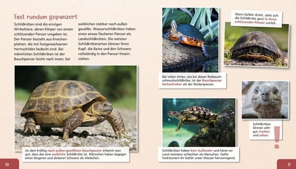 Produktbild: Meine gro&szlig;e Tierbibliothek: Die Schildkr&ouml;te