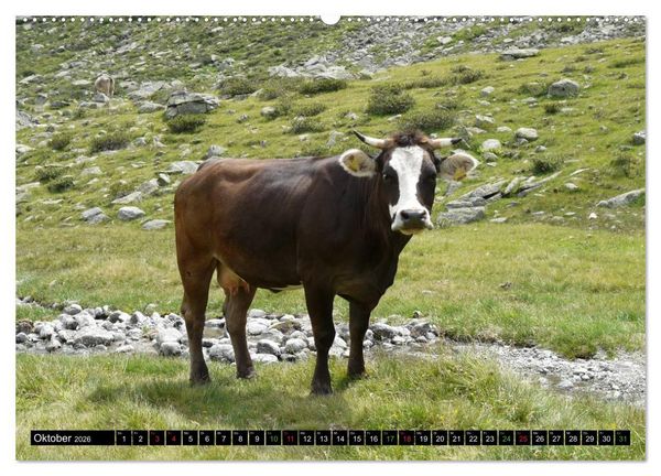 Produktbild: K&uuml;he mit H&ouml;rnern (Wandkalender 2026 DIN A2 quer), CALVENDO Monatskalender