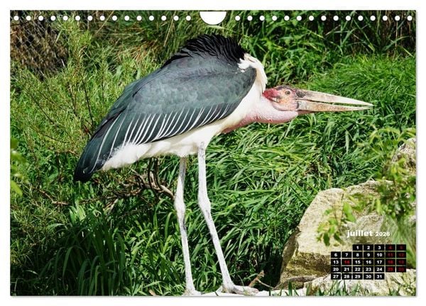 Produktbild: Oiseaux exotiques (Calendrier mural 2026 DIN A4 vertical), CALVENDO calendrier mensuel