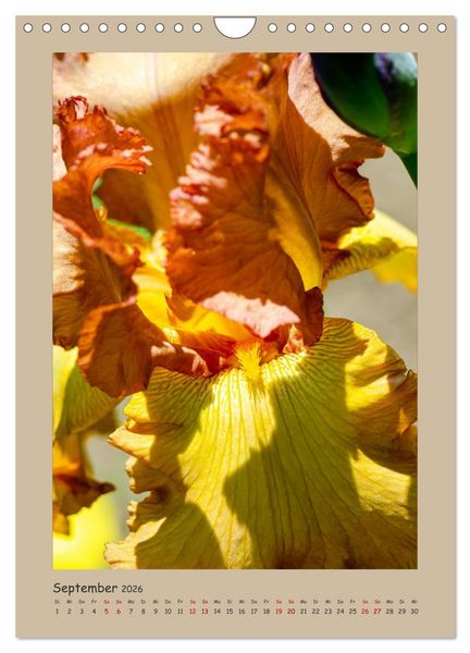 Produktbild: Zauberhafte Iris (Wandkalender 2026 DIN A4 hoch), CALVENDO Monatskalender