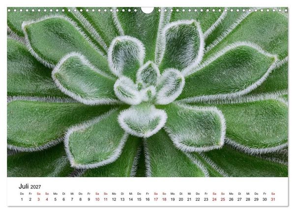 Produktbild: Sukkulenten Galerie (Wandkalender 2027 DIN A3 quer), CALVENDO Monatskalender