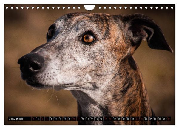 Produktbild: Windhunde - eine Leidenschaft (Wandkalender 2026 DIN A4 quer), CALVENDO Monatskalender