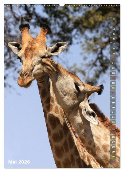 Produktbild: Giraffen - Anmut und Sanftheit (Wandkalender 2026 DIN A2 hoch), CALVENDO Monatskalender