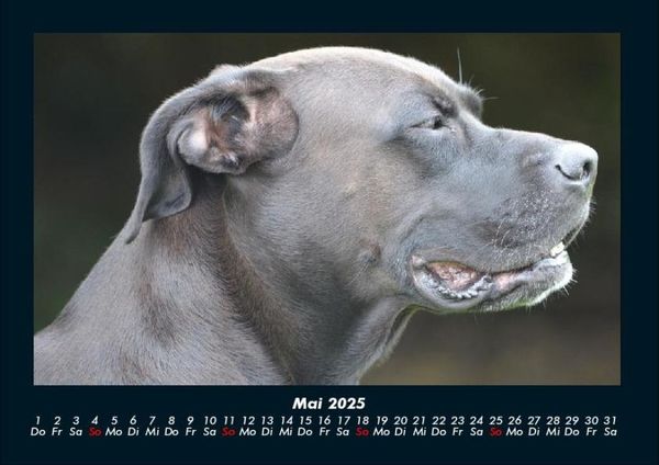 Produktbild: Hunde 2025 Fotokalender DIN A4