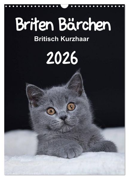 Produktbild: Briten B&auml;rchen &ndash; Britisch Kurzhaar 2026 (Wandkalender 2026 DIN A3 hoch), CALVENDO Monatskalender