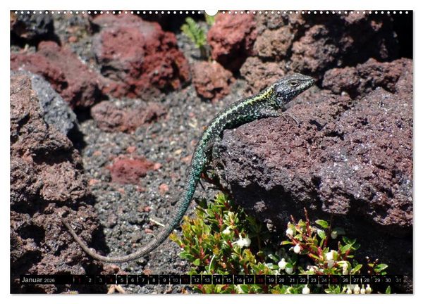 Produktbild: Tanz auf dem Vulkan - Osorno (Chile) (hochwertiger Premium Wandkalender 2026 DIN A2 quer), Kunstdruck in Hochglanz