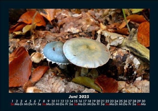Produktbild: Pilzkalender 2025 Fotokalender DIN A5