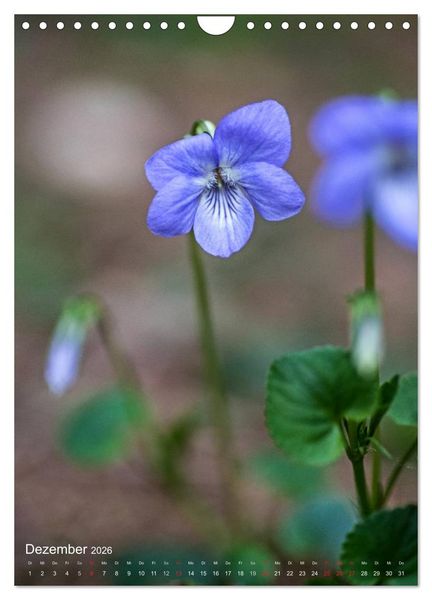 Produktbild: NATUR PUR Kleine Blumen am Wegesrand (Wandkalender 2026 DIN A4 hoch), CALVENDO Monatskalender
