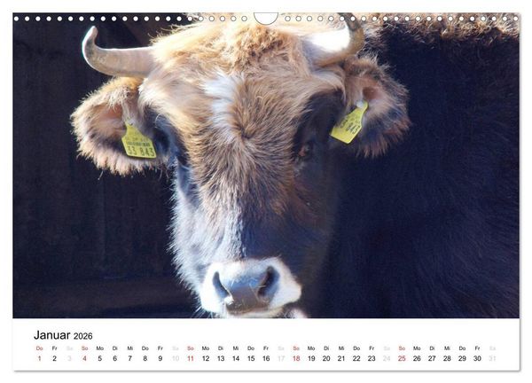 Produktbild: Bauernhoftiere (Wandkalender 2026 DIN A3 quer), CALVENDO Monatskalender