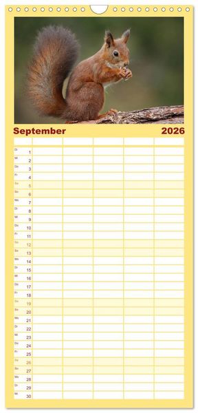 Produktbild: Familienplaner 2026 - Eichh&ouml;rnchen in zauberhaften Posen mit 5 Spalten (Wandkalender, 21 x 45 cm) CALVENDO