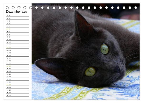Produktbild: Katzensprung (Tischkalender 2026 DIN A5 quer), CALVENDO Monatskalender