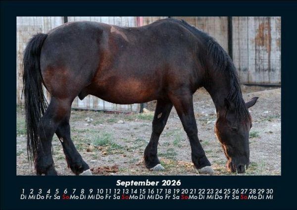 Produktbild: Pferdegefl&uuml;ster 2026 Fotokalender DIN A5
