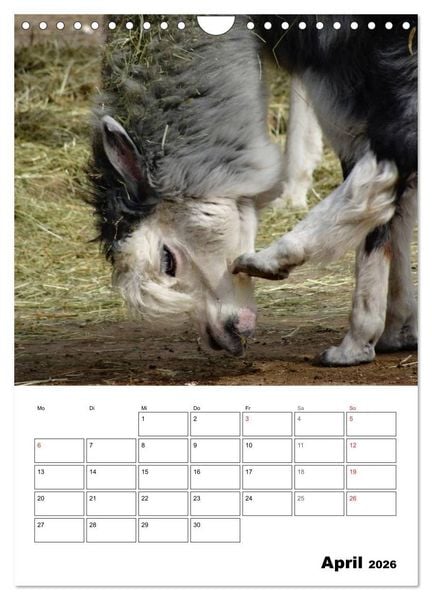 Produktbild: Alpaka und Lama Terminplaner (Wandkalender 2026 DIN A4 hoch), CALVENDO Monatskalender