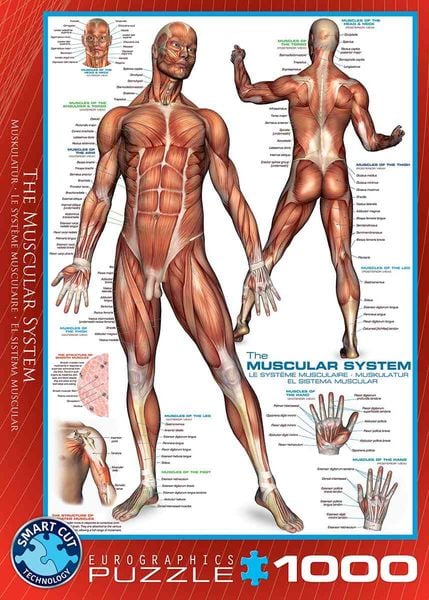 Eurographics 6000-2015 - Das Muskelsystem , Puzzle, 1.000 Teile