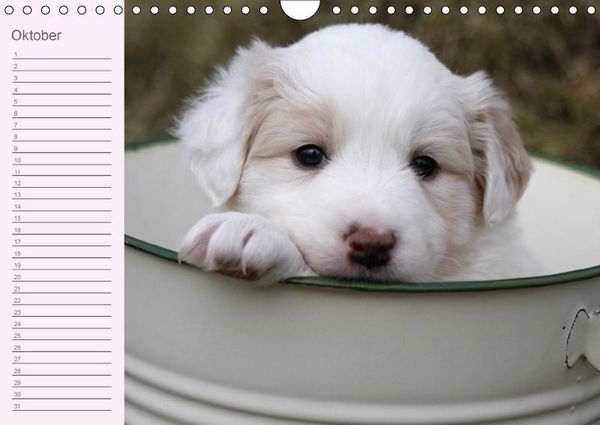 Produktbild: Border Collie-Welpen Geburtstagskalender (Wandkalender immerw&auml;hrend DIN A4 quer)