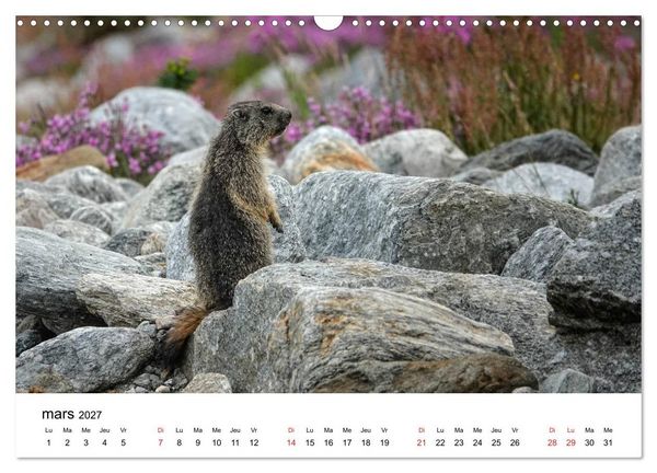 Produktbild: Le monde des marmottes en Haute Maurienne (Calendrier mural 2027 DIN A3 vertical), CALVENDO calendrier mensuel
