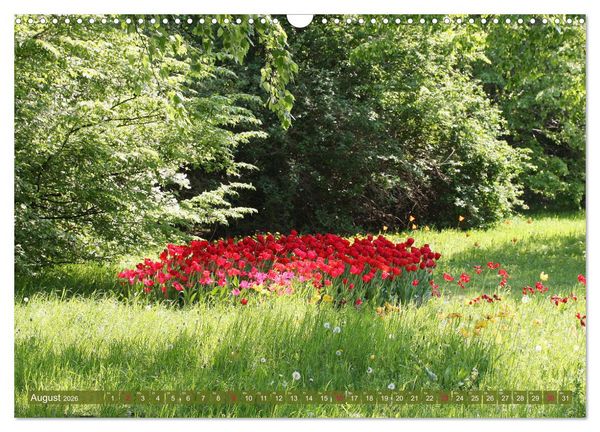 Produktbild: Im Tulpengarten (Wandkalender 2026 DIN A3 quer), CALVENDO Monatskalender
