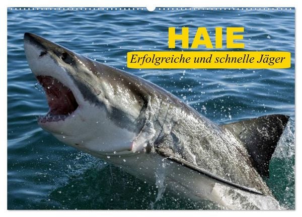 Produktbild: Haie. Erfolgreiche und schnelle J&auml;ger (Wandkalender 2026 DIN A2 quer), CALVENDO Monatskalender