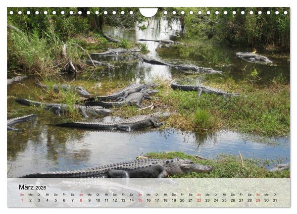 Produktbild: Gro&szlig;e Echsen. Krokodile und Alligatoren (Wandkalender 2026 DIN A4 quer), CALVENDO Monatskalender