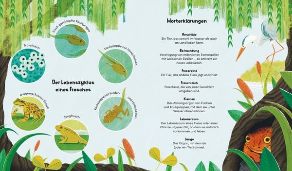 Produktbild: Aus klein wird gro&szlig;. So w&auml;chst ein Frosch