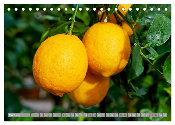 Produktbild: Bio Zitrus Garten (Tischkalender 2026 DIN A5 quer), CALVENDO Monatskalender