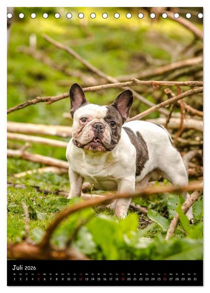 Produktbild: Franz&ouml;sische Bulldoggen - Eine Bully Liebeserk&auml;rung (Tischkalender 2026 DIN A5 hoch), CALVENDO Monatskalender