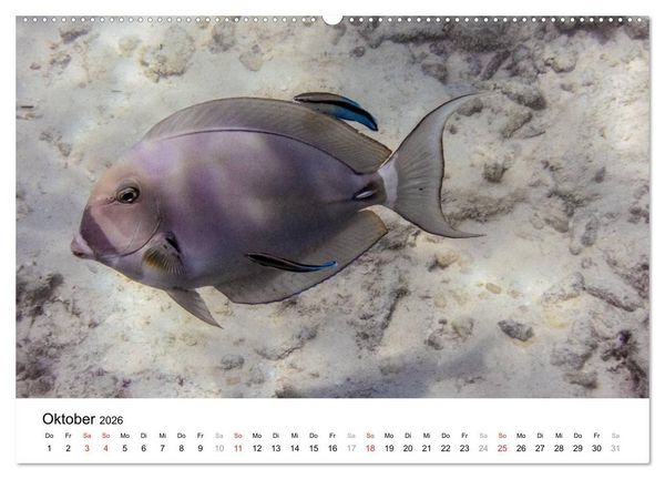 Produktbild: Unterwasserwelt der Malediven II (Wandkalender 2026 DIN A2 quer), CALVENDO Monatskalender