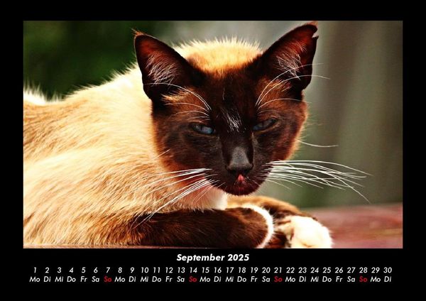 Produktbild: F&uuml;r Katzenfreunde 2025 Fotokalender DIN A3