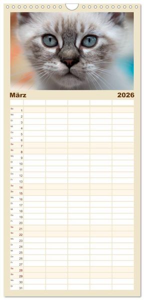 Produktbild: Familienplaner 2026 - Katzenbabys beobachtet mit 5 Spalten (Wandkalender, 21 x 45 cm) CALVENDO