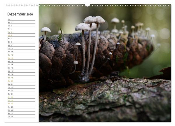 Produktbild: Schwammerl Egerlinge Pilze (Wandkalender 2026 DIN A2 quer), CALVENDO Monatskalender