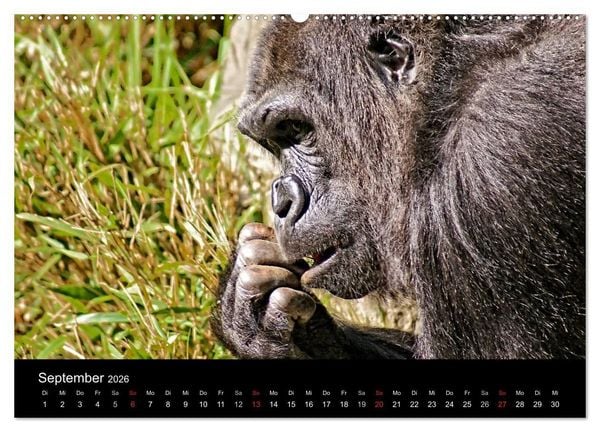 Produktbild: Gorillas - Die sanften Wilden (hochwertiger Premium Wandkalender 2026 DIN A2 quer), Kunstdruck in Hochglanz
