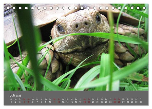 Produktbild: Landschildkr&ouml;ten (Tischkalender 2026 DIN A5 quer), CALVENDO Monatskalender