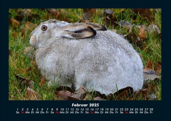 Produktbild: Haustierkalender 2025 Fotokalender DIN A4