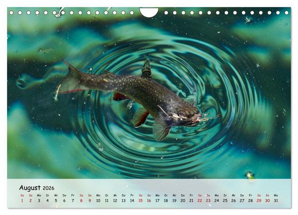 Produktbild: Faszination Fische (Wandkalender 2026 DIN A4 quer), CALVENDO Monatskalender