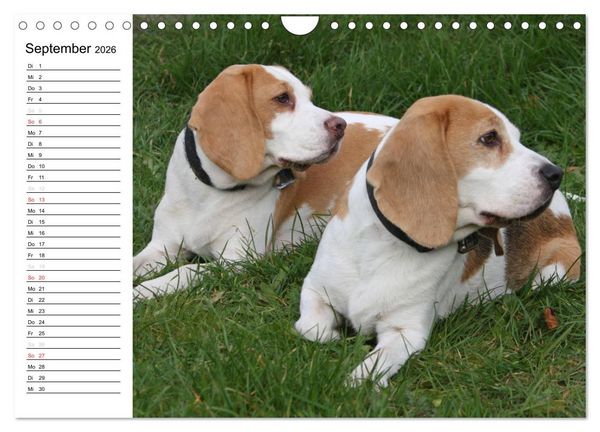 Produktbild: DER BEAGLEige TERMINPLANER (Wandkalender 2026 DIN A4 quer), CALVENDO Monatskalender