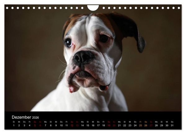 Produktbild: Liebenswerte Boxer (Wandkalender 2026 DIN A4 quer), CALVENDO Monatskalender