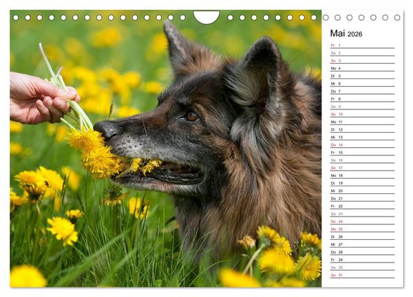 Produktbild: Zauberhafte Langhaar Sch&auml;ferhunde (Wandkalender 2026 DIN A4 quer), CALVENDO Monatskalender