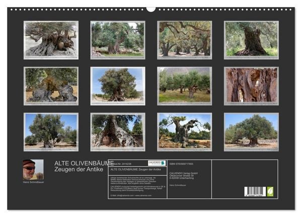 Produktbild: ALTE OLIVENB&Auml;UME Zeugen der Antike (Wandkalender 2027 DIN A2 quer), CALVENDO Monatskalender