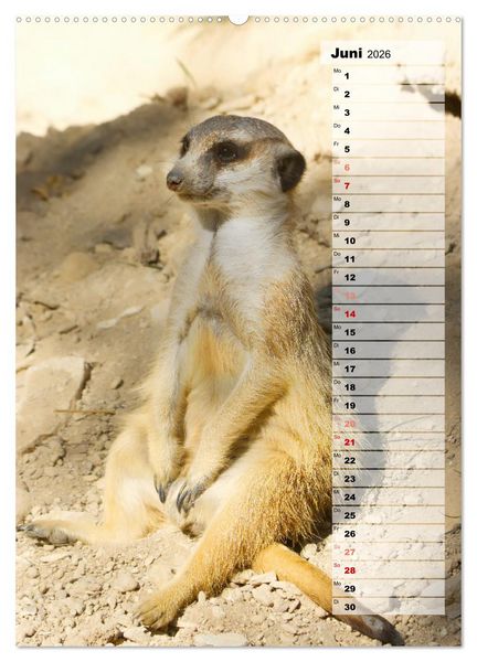 Produktbild: Erdm&auml;nnchen, putzige Kerlchen mit gro&szlig;en Knopfaugen (Wandkalender 2026 DIN A2 hoch), CALVENDO Monatskalender