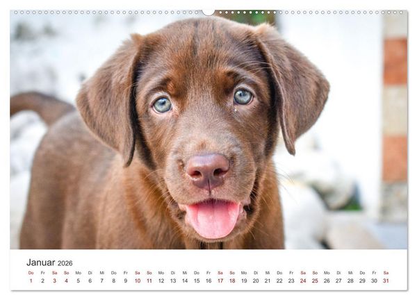 Produktbild: Labrador - Der Vierbeiner in Szene gesetzt. (Wandkalender 2026 DIN A2 quer), CALVENDO Monatskalender