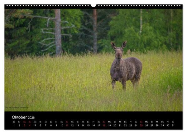 Produktbild: Naturwucht Skandinavien (hochwertiger Premium Wandkalender 2026 DIN A2 quer), Kunstdruck in Hochglanz