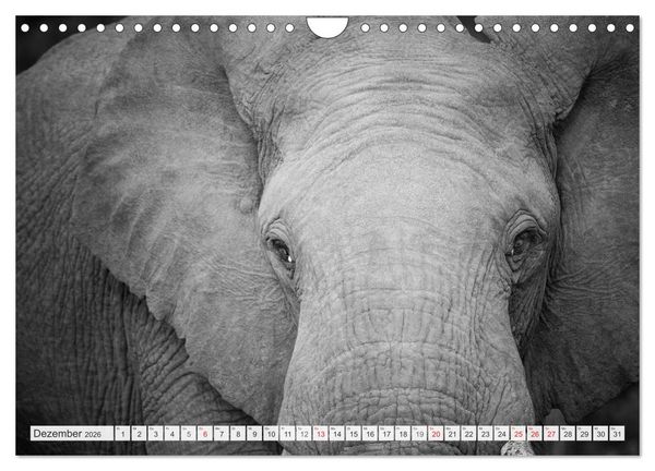 Produktbild: Emotionale Momente: Elefanten in black & white (Wandkalender 2026 DIN A4 quer), CALVENDO Monatskalender