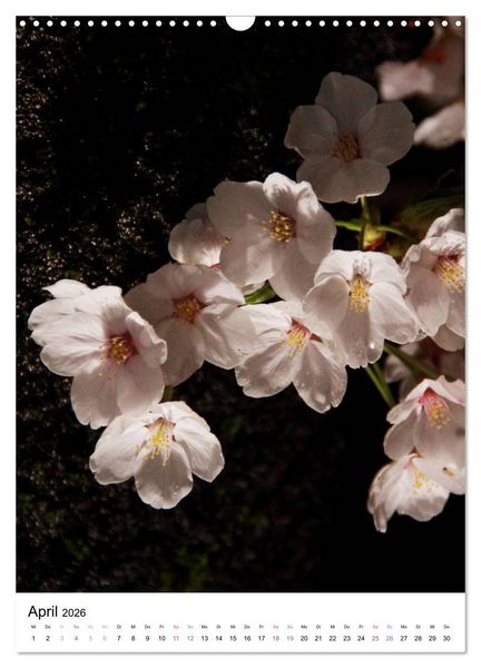 Produktbild: Japan - Kirschbl&uuml;ten (Wandkalender 2026 DIN A3 hoch), CALVENDO Monatskalender